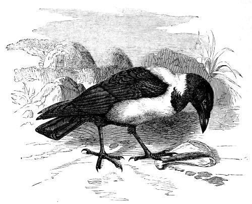 Pterocorax scapulatus