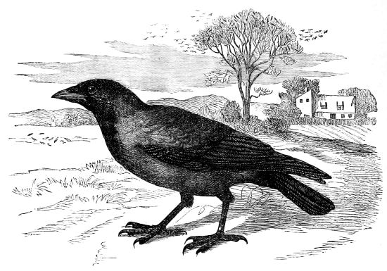 Corvus corona