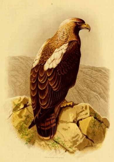 Plate 10, Cassell's Book of Birds