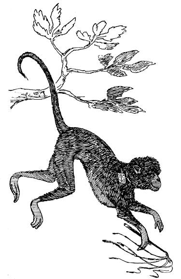 The Black Monkey starts after Mr. Spider.