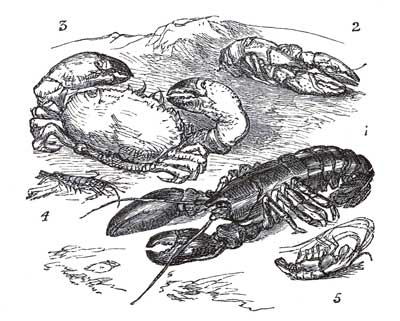 CRUSTACEA