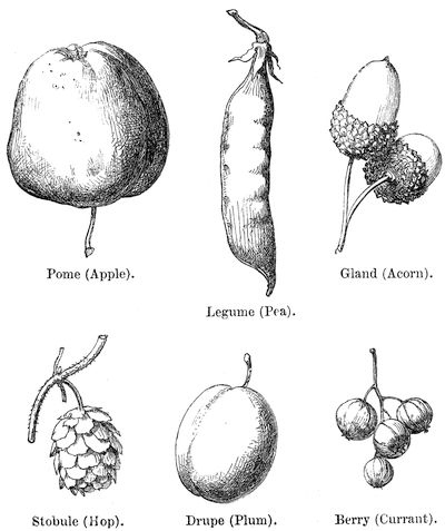 Pome (Apple). Gland (Acorn). Legume (Pea). Stobule (Hop). Drupe (Plum).
Berry (Currant).