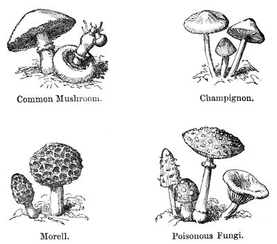 Common Mushroom, Champignon,
Morell and Poisonous Fungi