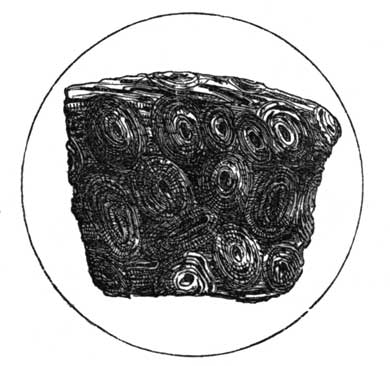 FIG. 76.&mdash;SECTION OF BONE, MAGNIFIED.