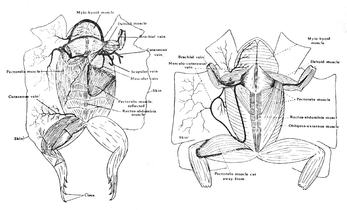 external jugular vein frog
