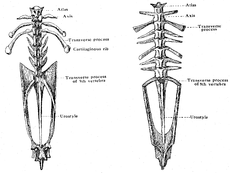 atlas vertebra of frog