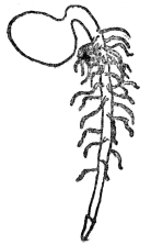 FIG. 3.—TAP ROOT OF SEEDLING

The figure shows the root cap at the extremity.