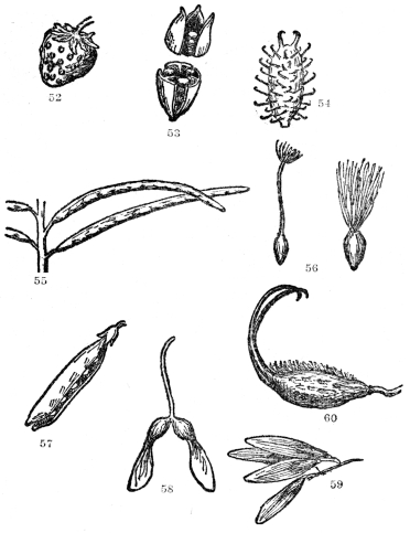 FIG. 52-60.—TYPES OF DRY FRUITS

Fig. 52. The strawberry. The fleshy part consists of the modified upper
end of the flower stalk or receptacle, while the true fruits are the dry
achenes on or embedded in the surface and popularly called the seeds.
Fig. 53. A three-celled capsule splitting lengthwise as in the common
Iris. Fig. 54. Fruit of the cocklebur, the hooked prickles of which are
admirably adapted for clinging to the fur of animals. Fig. 55. Pods of a
plant of the Mustard family, which split down both edges, unlike the
true peas, which split down only one edge. Fig. 56. Two types of achenes
of the daisy family tipped with plumed bristles, greatly aiding their
carriage by the wind. Fig. 57. Common garden pea—a typical legume. Note
that it splits only on one side. Fig. 58. The samara or two-winged fruit
of the maple. Fig. 59. The samara or single-winged fruit of the ash.
Fig. 60. The dry two-pronged and bristly fruit of the unicorn plant
(Martynia), admirably adapted for dispersal by animals.