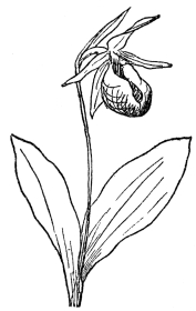 FIG. 73.—PINK LADY’S SLIPPER

(Cypripedium acaule)

A native orchid in northeastern North America.