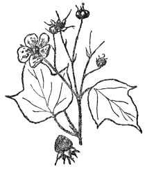 FIG. 97.—THIMBLEBERRY

(Rubus odoratus)

A bristly shrub of the Rose family common in rocky places in eastern
North America.