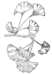 FIG. 109.—GINKGO OR MAIDENHAIR TREE

(Ginkgo biloba)

Found in most fossil strata and in a practically unchanged condition
from the upper part of the Carboniferous to the most recent fossil
records. Now unknown as a wild tree and preserved for us through its
cultivation in ancient temple gardens in eastern Asia.