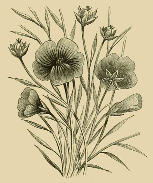 Flax (‡ Plant).