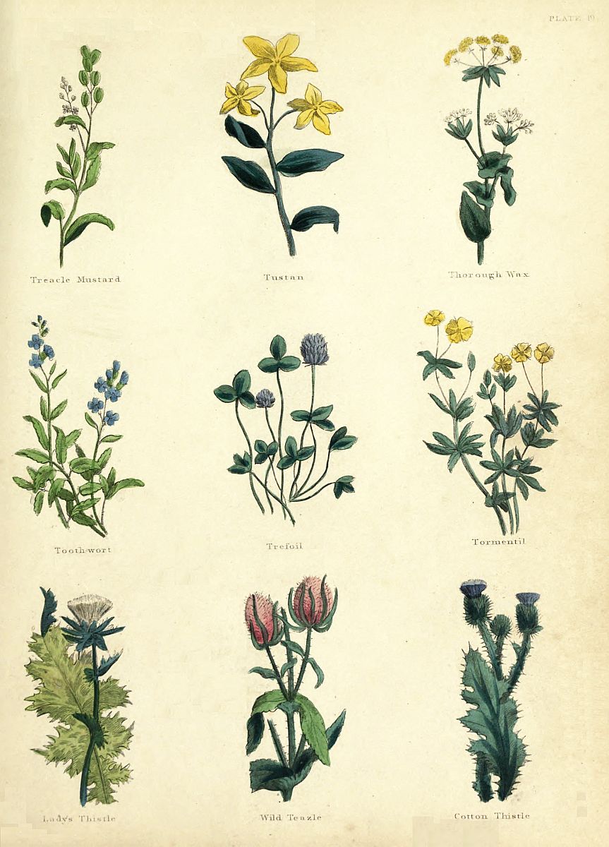 The Project Gutenberg eBook of The Complete Herbal, by Nicholas ...