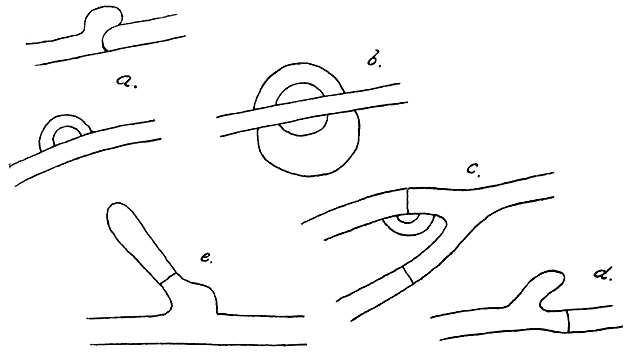 Fig. 4 Myceliumdraden met z.g. lussen, een bijzonder soort van cellen, speciaal eigen aan het mycelium der echte paddenstoelen.