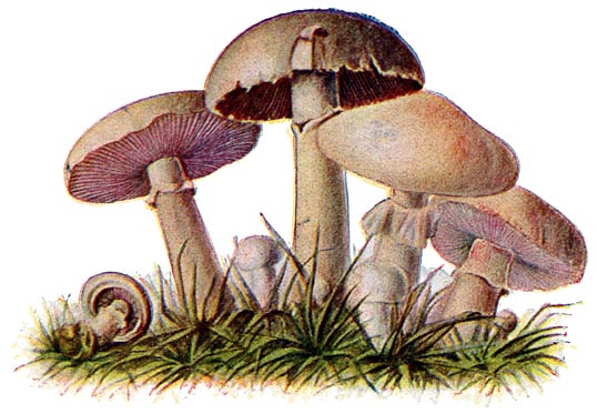 Fig. 18. Psalliota Campestris—Kampernoelje—Champignon.