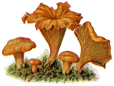 Fig. 19. Cantharellus Cibarius—Eierzwam—Cyrole—Pfifferling.