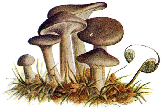 Fig. 27. Clitócybe nebuláris.