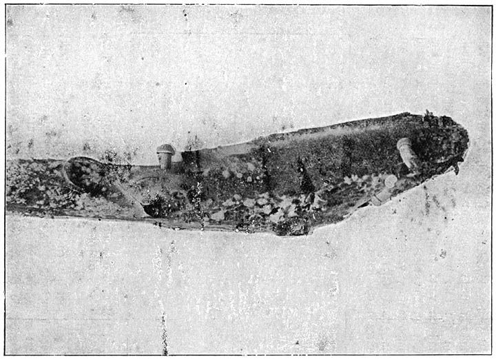 Fig. 30. Reinkultuur uit weefsel van Pleurótus ulmárius op hout.