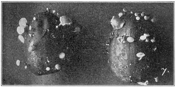 Fig. 39 Pezíza fructigéna (Eikeldopzwam). Photo B. E. Bouwman.