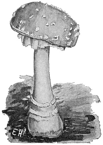 Fig. 47. Amanita muscaria. (Vliegenzwam).