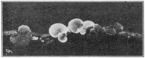 Fig. 65. Cláúdopus variábilis. (Witte schelpjeszwam).