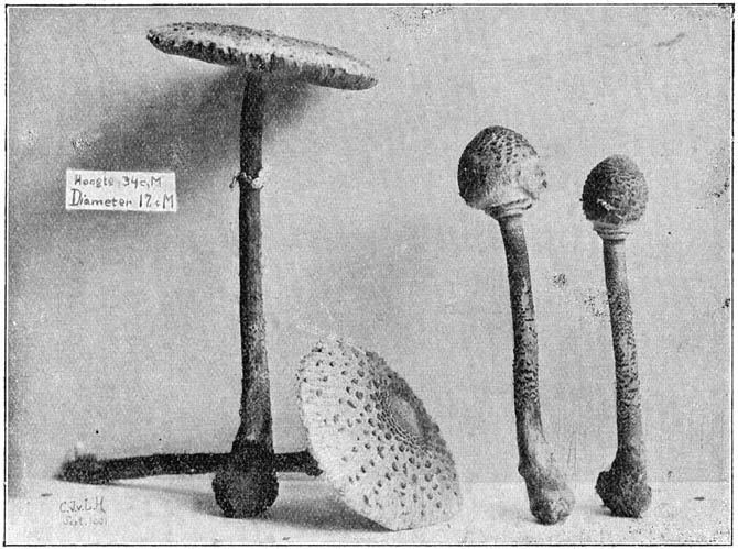 Fig. 85. Lepióta procéra (Parasolzwam). Jonge en volwassen exemplaren.