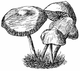 Fig. 89. Marásmius oréades. (Weide-kringzwam).