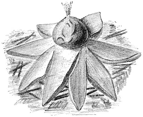 Fig. 110. Geáster hygrométricus (Hygrometrische aardster).