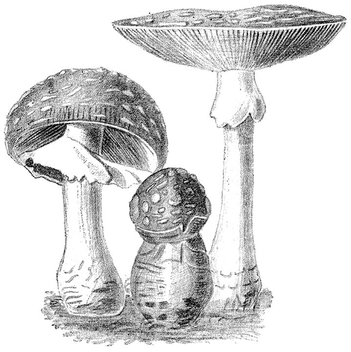 Fig. 13 Aman&iacute;ta musc&aacute;ria (Vliegenzwam) in verschillende stadia van ontwikkeling.