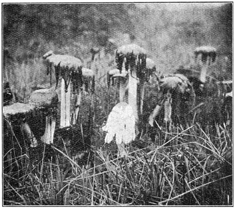 Fig. 15. Copr&iacute;nus com&aacute;tus. (Geschubde inktzwam) in druipende toestand.