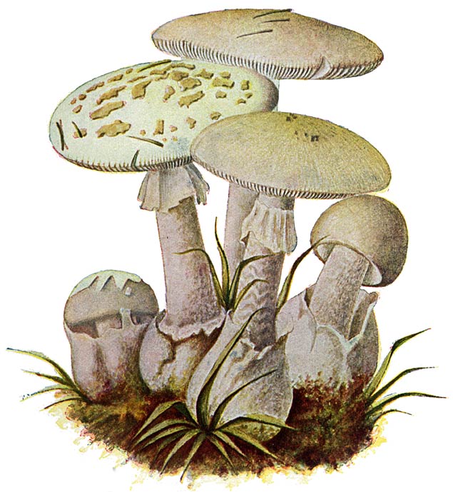 Fig. 16. Amanita Mappa.&mdash;Amanita Phalloides.