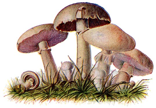 Fig. 18. Psalliota Campestris&mdash;Kampernoelje&mdash;Champignon.
