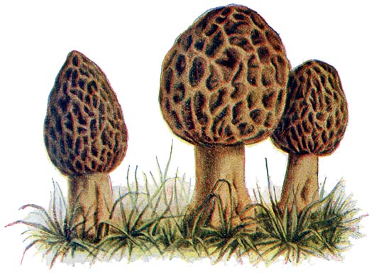 Fig. 20. Morchella Esculenta&mdash;Morielje.