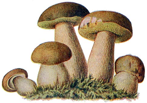 Fig. 21. Boletus Edulis&mdash;Eekhoornbrood&mdash;C&egrave;pe&mdash;Steinpilz.