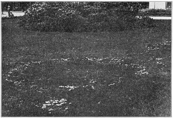 Fig. 22. Mar&aacute;smius or&eacute;ades (Weide-kringzwam) een mooie kring vormend in &rsquo;t gazon van een stadspark.