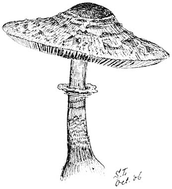 Fig. 23 Lepi&oacute;ta proc&eacute;ra (Parasolzwam). Jong, smakelijk eetbaar.