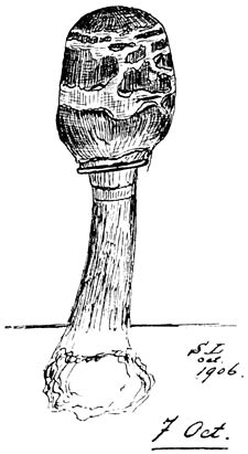 Fig. 24 Lepi&oacute;ta rhac&oacute;des. In jong stadium, smakelijk eetbaar.