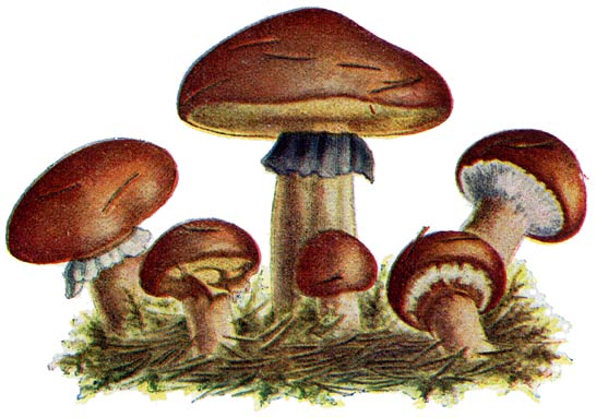 Fig. 26. Bol&eacute;tus l&uacute;teus.