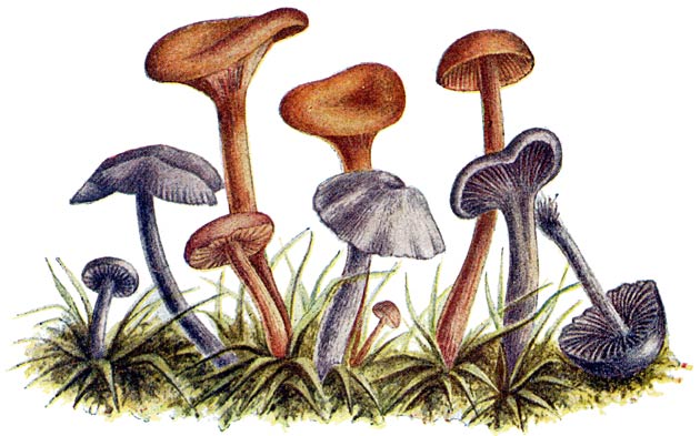 Fig. 28. Clit&oacute;cybe (Lacc&aacute;ria) lacc&aacute;ta.