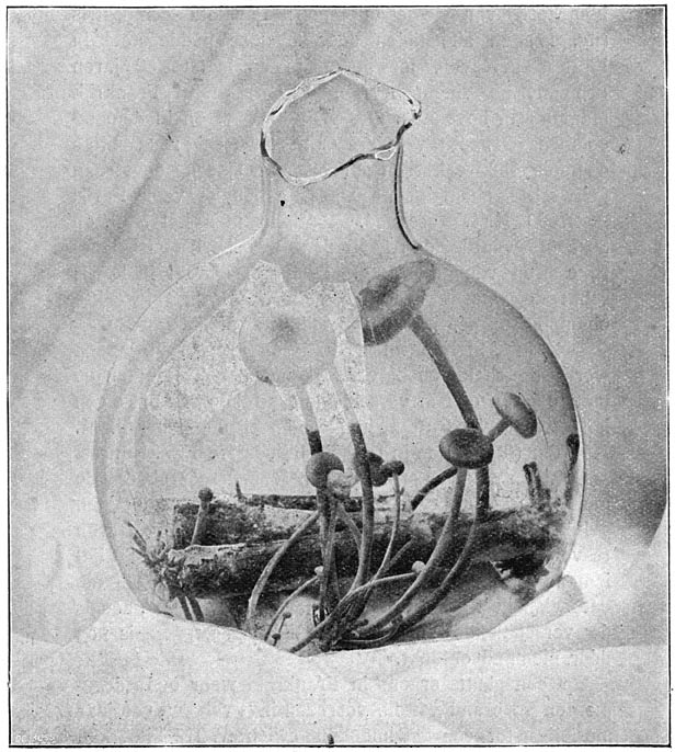 Fig. 29. Reinkultuur uit sporen van Coll&yacute;bia vel&uacute;tipes, het &ldquo;fluweelpootje&rdquo; op takken van eschdoorn.