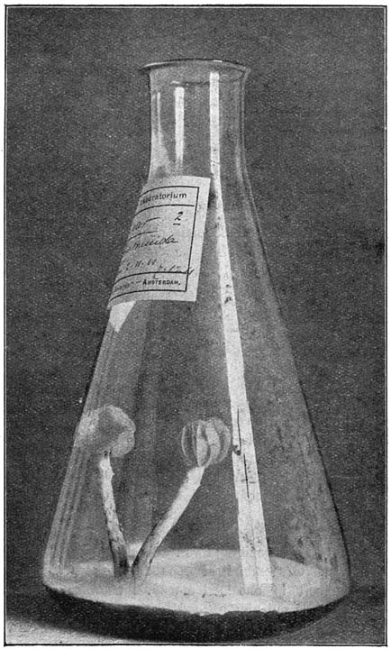 Fig. 32. Reinkultuur uit sporen van Armill&aacute;ria m&uacute;cida, de &ldquo;porseleinzwam&rdquo;, op kersen-agar.