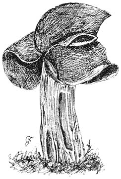 Fig. 40. Helv&eacute;lla lacun&oacute;sa (Zwarte kluifjeszwam).