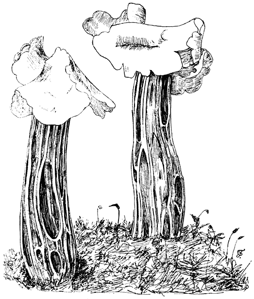 Fig. 41. Helv&eacute;lla cr&iacute;spa (Witte kluifjeszwam).