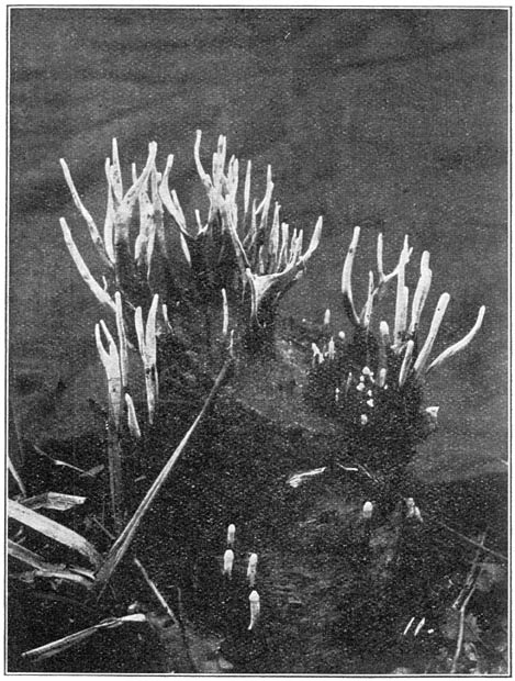 Fig. 44. Xyl&aacute;ria hyp&oacute;xylon (Geweizwam). Photo B. E. Bouwman.