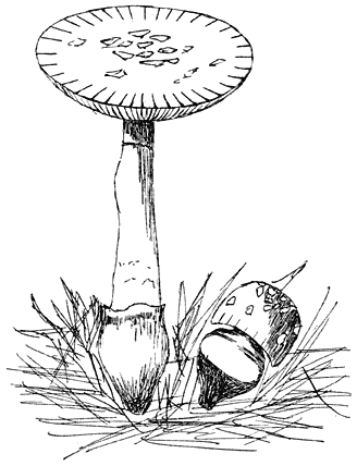 Fig. 46. Aman&iacute;ta junq&uacute;illea. (Gele amaniet.)