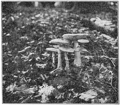 Fig. 49. Aman&iacute;ta m&aacute;ppa. (Gele knolamaniet).