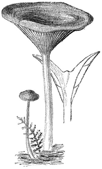 Fig. 50. Clit&oacute;cybe infundibulif&oacute;rmis. (Slanke trechterzwam).