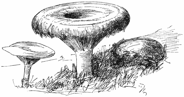 Fig. 52. Lact&aacute;rius tormin&oacute;sus. (Giftige melkzwam).