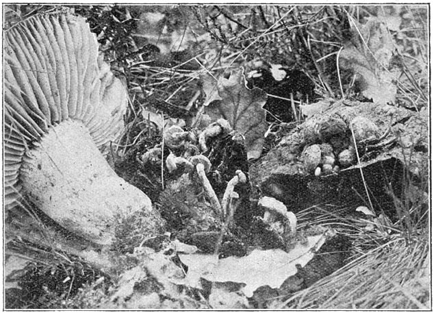 Fig. 53. N&yacute;ctalis aster&oacute;phora (Sterzwammetje) op R&uacute;ssula n&iacute;gricans (Grofplaat-Russula).