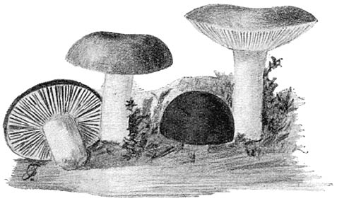 Fig. 54. R&uacute;ssula r&uacute;bra. (Vuurroode Russula.)